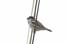 Passer domesticus