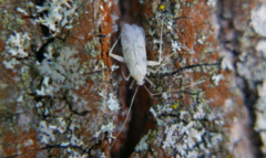 Phytocoris tiliae