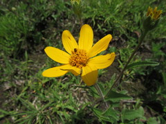 Lasianthaea aurea