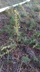 Artemisia adamsii