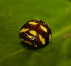 Ceratogergithus pseudotessellatus