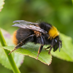 Parasitellus fucorum