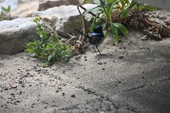 Malurus cyaneus ashbyi