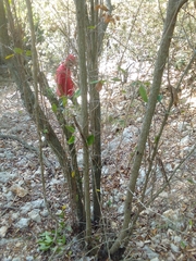 Annona dumetorum