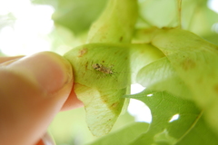 Phytocoris tiliae