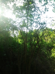 Annona dumetorum