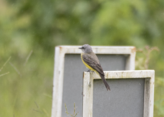 Tyrannus melancholicus