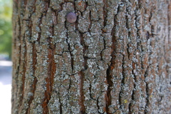 Phytocoris tiliae