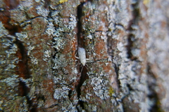 Phytocoris tiliae