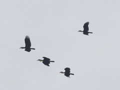 Rhyticeros subruficollis