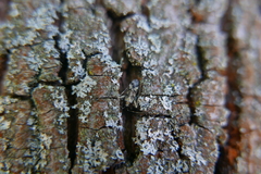 Phytocoris tiliae