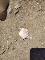 Matuta
