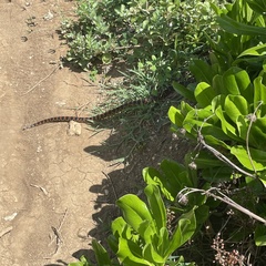 Lycodon semicarinatus