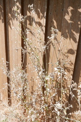 Golovinomyces sonchicola