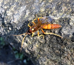 Lymantrichneumon