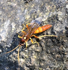 Lymantrichneumon