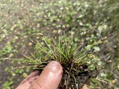 Eleocharis intermedia