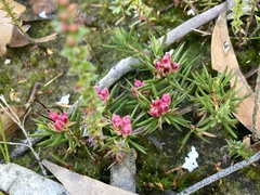 Darwinia grandiflora