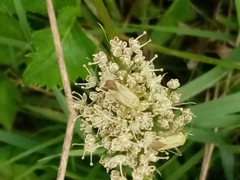 Adelphocoris quadripunctatus