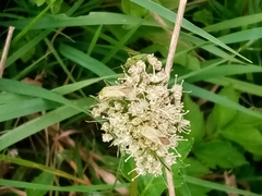Adelphocoris quadripunctatus