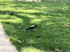 Corvus cornix
