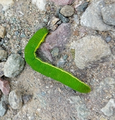 Lepidoptera