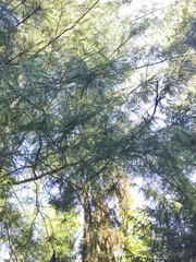Pinus armandi