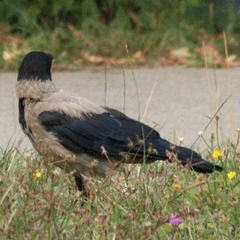 Corvus cornix
