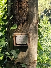 Pinus armandi