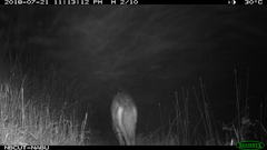 Hyaena hyaena