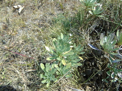 Bornmuellera tymphaea