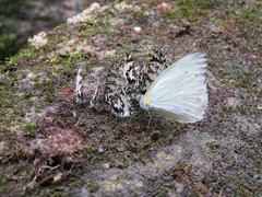 Uranothauma falkensteinii