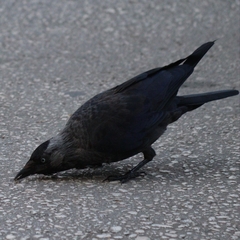 Corvus monedula