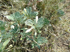 Bornmuellera tymphaea