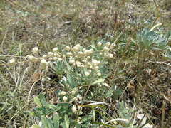 Bornmuellera tymphaea