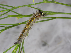 Genduara punctigera