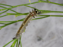 Genduara punctigera