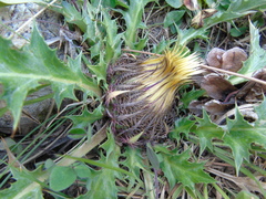 Carlina acanthifolia