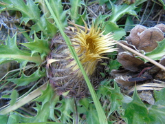 Carlina acanthifolia