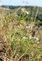 Astragalus clerceanus