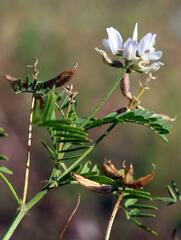 Astragalus clerceanus