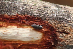 Chrysobothris basalis