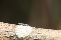 Chrysobothris basalis