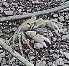 Geograpsus crinipes