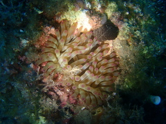 Cribrinopsis crassa