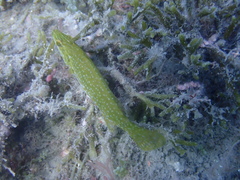Labrus viridis
