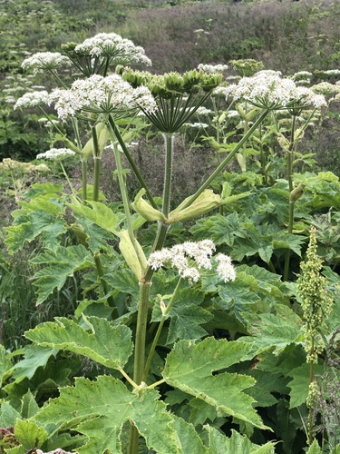 Heracleum maximum