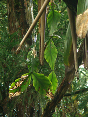Rhipsalis elliptica