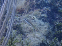 Symphodus doderleini