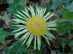 Carlina acanthifolia